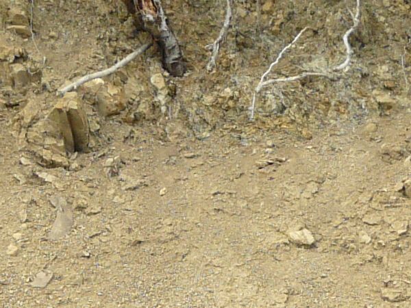 Dirt texture with tangled white roots, severed branches and green foliage